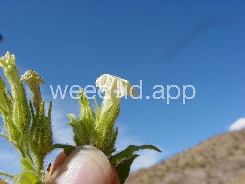 tobacco, desert